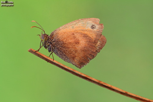 identificazione farfalle